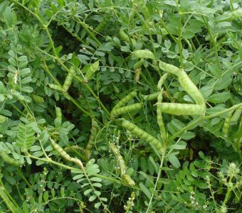 <p><img src="images/iconos/nuevos-20230424/012-forraje-pienso.png" alt="012 forraje pienso" width="80" height="80" /><img src="images/iconos/nuevos-20230424/019-secano-arido.png" alt="019 secano arido" width="80" height="80" /><img src="images/iconos/nuevos-20230424/016-resistencia-al-frio.png" alt="002 cebada" width="80" height="80" /><img src="images/iconos/nuevos-20230424/015-excelente-calidad.png" alt="015 excelente calidad" width="80" height="80" /></p><p><img src="images/buza.png" alt="buza.png" width="423" height="118" /></p>