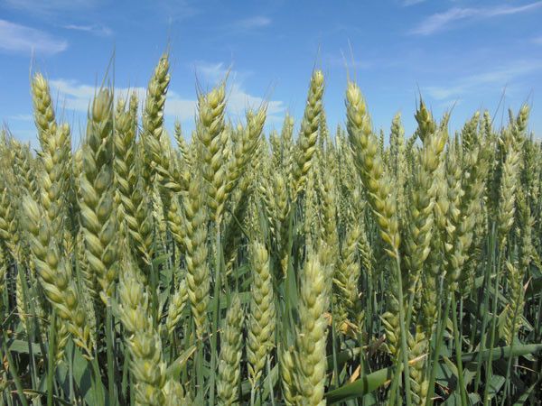 Panificable, espigado y precoz, hoy toca hablar del Trigo LG Albufera