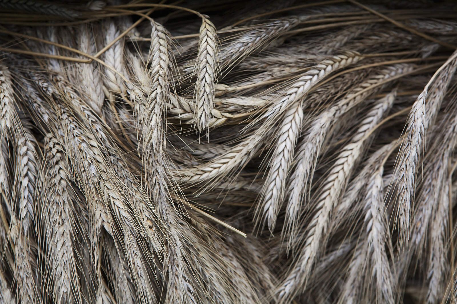 Tallos de cebada seca cortada