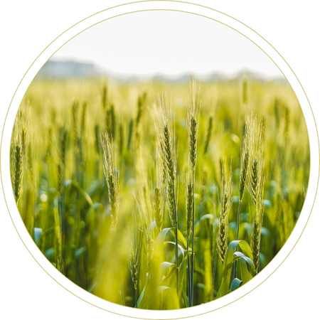 Semillas columbia selección y producción de semillas