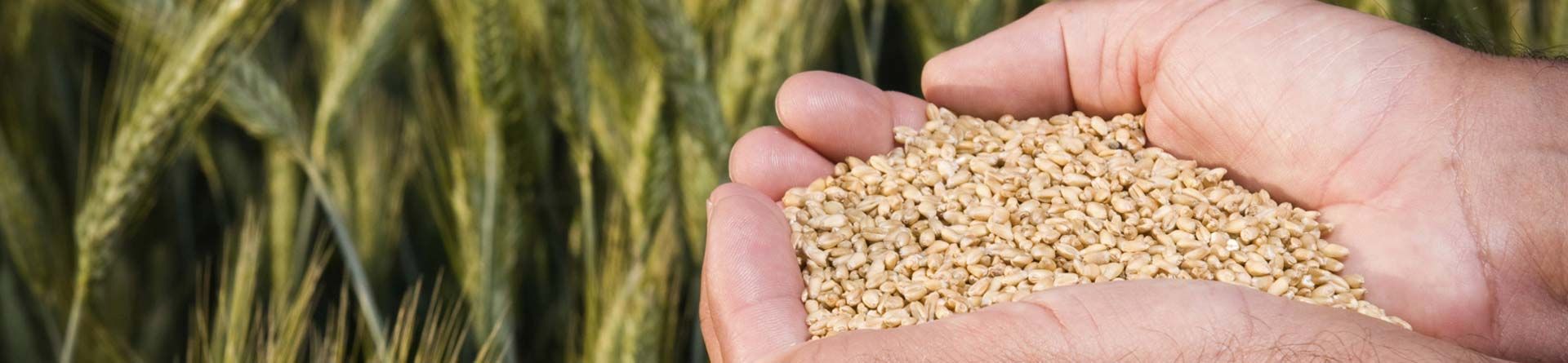 Semillas Columbia Quiénes somos