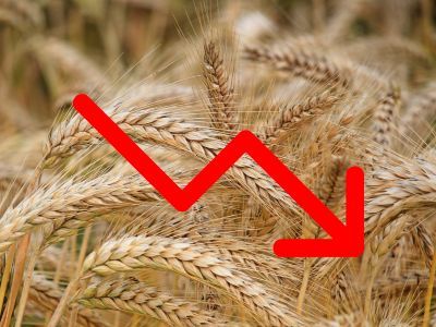 Los precios de los cereales siguen en descenso